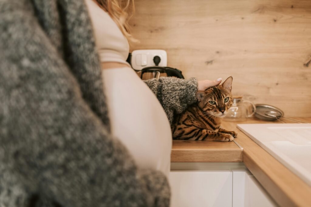 A pregnant woman gently pets her Bengal cat in a warm and cozy kitchen setting.